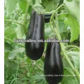 Middle Big Shape Hybrid F1 High Yield Glossy Peel Eggplant Seeds For Sale